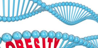 Research: What made humans ‘the fat primate’? Changes in DNA packaging curbed our body’s ability to turn ‘bad’ fat into ‘good’ fat —