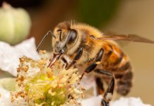 Research: Domestic beehives linked to spike in viral infections in nearby bumblebee populations —