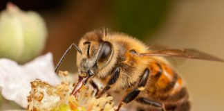 Research: Domestic beehives linked to spike in viral infections in nearby bumblebee populations —