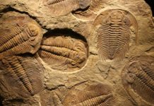 Research: Study explains universal pattern in fossil record —