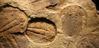 Research: Study explains universal pattern in fossil record —
