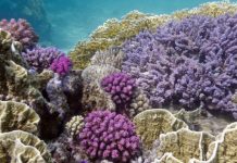 Research: Some corals can survive in acidified ocean conditions, but have lower density skeletons —