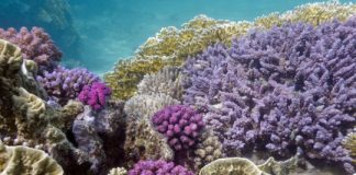 Research: Some corals can survive in acidified ocean conditions, but have lower density skeletons —