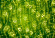 Research: Scientists discover how plants breathe — and how humans shaped their ‘lungs’ —