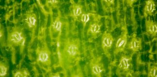 Research: Scientists discover how plants breathe — and how humans shaped their ‘lungs’ —