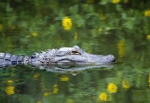 Research: Comparisons of the teeth of extinct crocodyliforms to modern day animals allow new insights into diet —