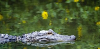 Research: Comparisons of the teeth of extinct crocodyliforms to modern day animals allow new insights into diet —