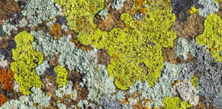 Research: Mass extinction hurt land plants, but DNA shows that some fungus/plant combo organisms rose up —