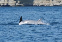 New footage of a white orca captured by drone New footage of a white orca captured by drone