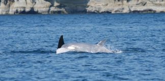 New footage of a white orca captured by drone New footage of a white orca captured by drone