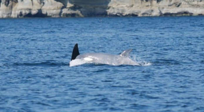 New footage of a white orca captured by drone