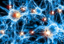 Research: Researchers grow active mini-brain-networks —