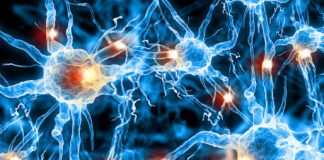 Research: Researchers grow active mini-brain-networks —