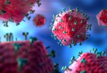 Research: HIV eliminated from the genomes of living animals —