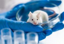 Research: Optimized gene-editing tool prevents hearing loss in mice with hereditary deafness without detectable off-target effects —