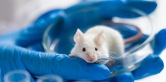 Research: Optimized gene-editing tool prevents hearing loss in mice with hereditary deafness without detectable off-target effects —