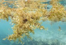 Research: Scientists discover the biggest seaweed bloom in the world —