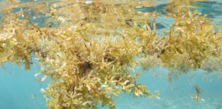 Research: Scientists discover the biggest seaweed bloom in the world —