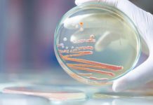 Research: New antibiotics effective without triggering resistance, mouse study shows —