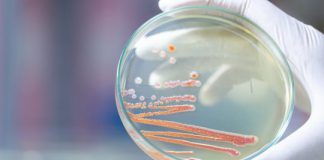 Research: New antibiotics effective without triggering resistance, mouse study shows —