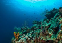 Research: New research reveals a dramatic rebalancing of young corals from tropical to subtropical waters during the last 40 years —