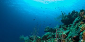 Research: New research reveals a dramatic rebalancing of young corals from tropical to subtropical waters during the last 40 years —