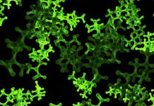 Research: Peptides can form without amino acids —