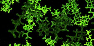 Research: Peptides can form without amino acids —