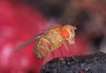 Research: Insects feel persistent pain after injury, evidence suggests —