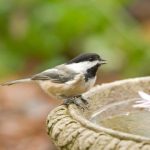 Study: High-arousal vocalizations are understood by both humans and other species in the animal kingdom, study says — (Details)