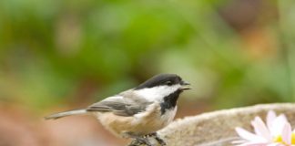 Study: High-arousal vocalizations are understood by both humans and other species in the animal kingdom, study says — (Details)