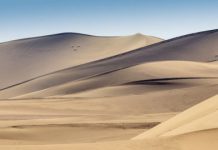 Research: Small horned dinosaur from China, a Triceratops relative, walked on two feet —