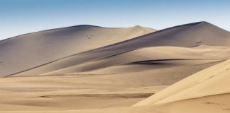 Research: Small horned dinosaur from China, a Triceratops relative, walked on two feet —