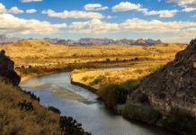 Research: Aquilarhinus palimentus, or ‘shovel-chinned eagle nose’, is a new species of primitive hadrosaurid that lived 80 million years ago in Texas —