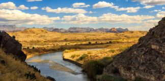 Research: Aquilarhinus palimentus, or ‘shovel-chinned eagle nose’, is a new species of primitive hadrosaurid that lived 80 million years ago in Texas —