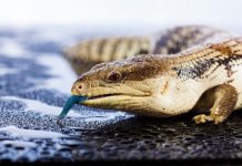 Research: Australian research finds little lizards learn very quickly —