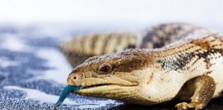 Research: Australian research finds little lizards learn very quickly —