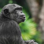 Study: Environment, not evolution, might underlie some human-ape differences — (Details)