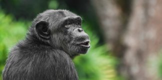Study: Environment, not evolution, might underlie some human-ape differences — (Details)