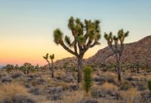 Research: Joshua trees facing extinction —