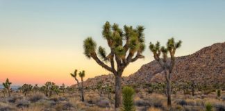 Research: Joshua trees facing extinction —