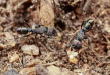 Research: Australian ants prepared for ‘Insect Armageddon’ —