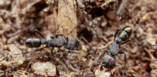 Research: Australian ants prepared for ‘Insect Armageddon’ —