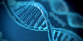 Research: DNA origami joins forces with molecular motors to build nanoscale machines —