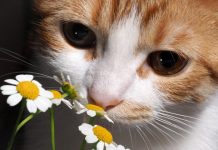 Research: Study finds that the relationship of ‘distributed circuit’ components scales across species —