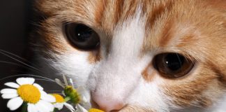 Research: Study finds that the relationship of ‘distributed circuit’ components scales across species —