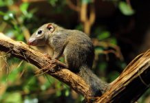 Research: Jurassic fossil shows how early mammals could swallow like their modern descendants —