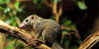 Research: Jurassic fossil shows how early mammals could swallow like their modern descendants —