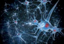 Research: New discovery suggests cellular ‘cargo’ transporters play a profound role in creating brain cells and circuits —