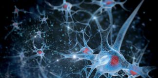 Research: New discovery suggests cellular ‘cargo’ transporters play a profound role in creating brain cells and circuits —